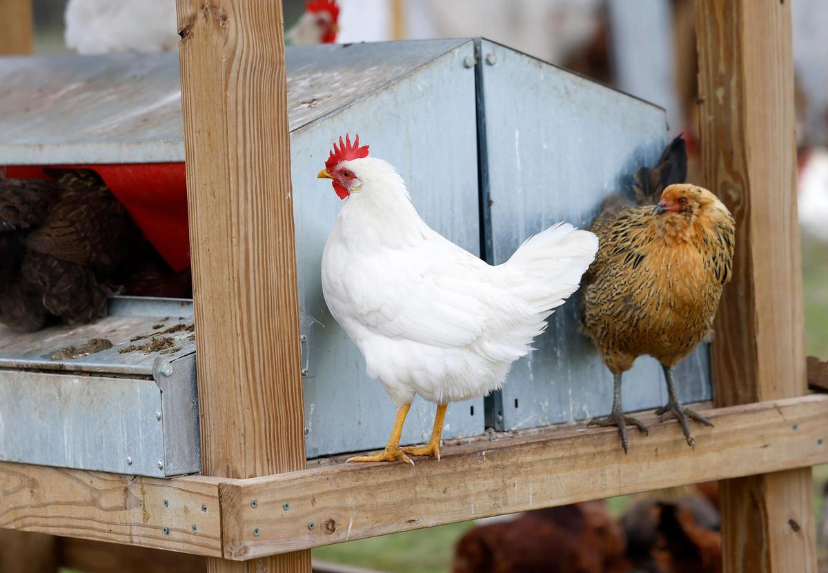 Hens stand on an egg hutch at JMZ Farms on Tuesday, Feb. 11, 2025, in Bridgeport.