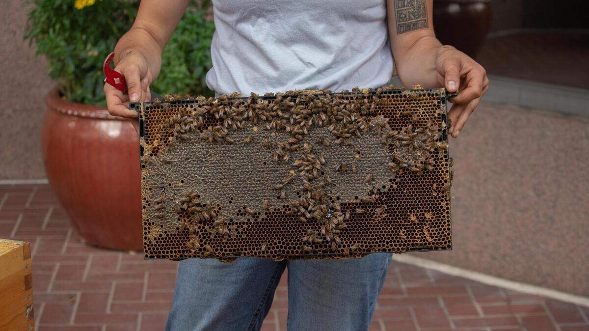 Beekeeping team manager Michelle Winter displays a beehive panel.