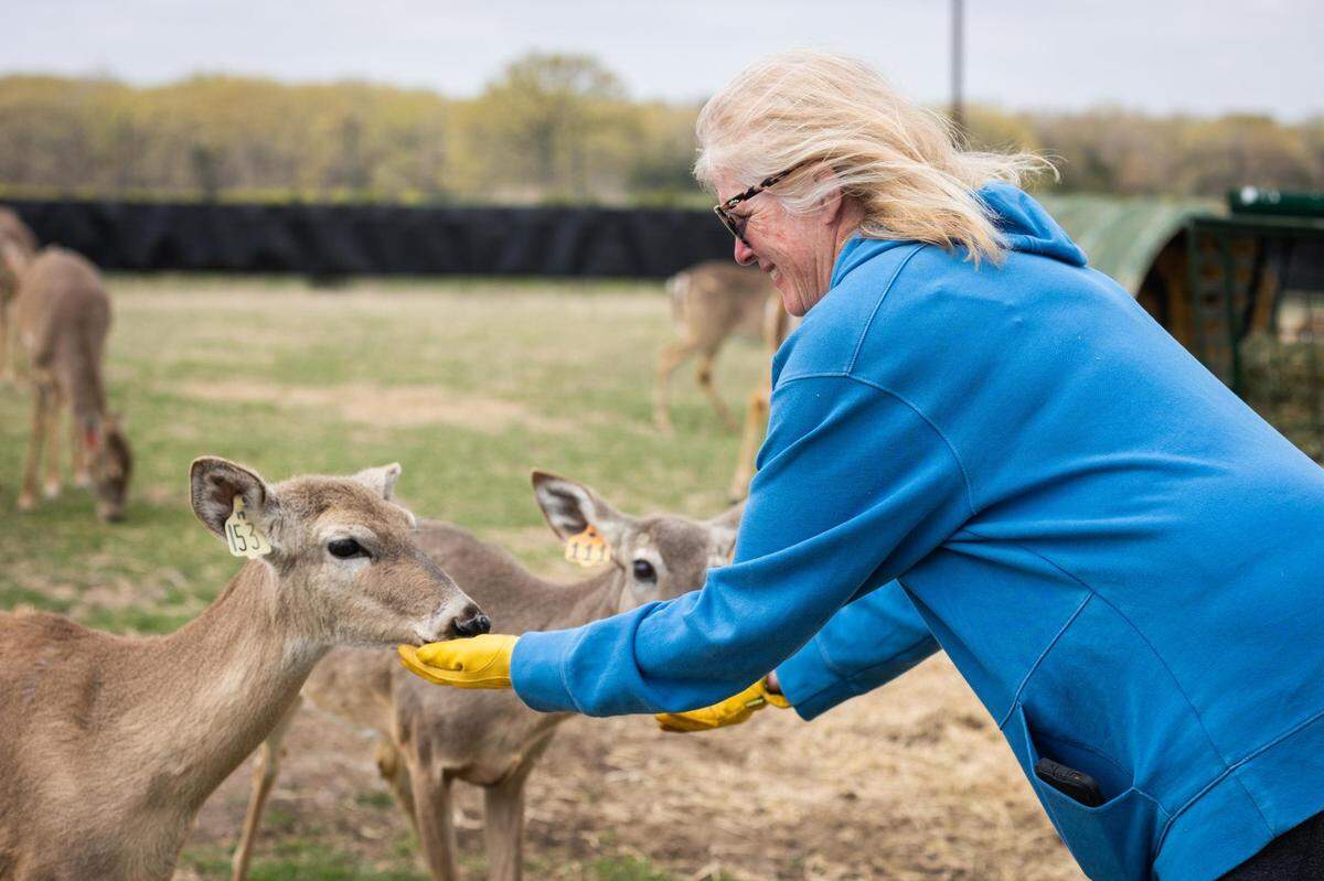 Maree Lou Williams, ranch manager of RW Trophy Ranch east of Dallas, gives snacks to deer on April 4, 2022. Ranch owner Robert Williams is fighting a state order to depopulate the farm, after numerous deer tested positive for chronic wasting disease.