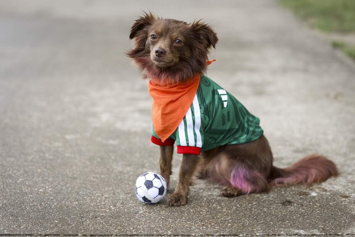 Zoe the Chihuahua mix is dressed for the the FIFA World Cup on Sunday, June 14, 2026 in Arlington, Texas.