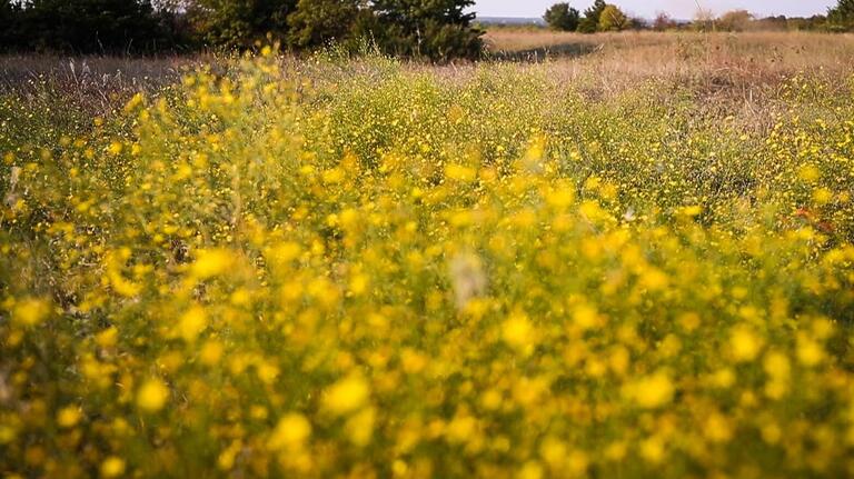 Is saving natural prairie from development possible in Fort Worth? These people say yes