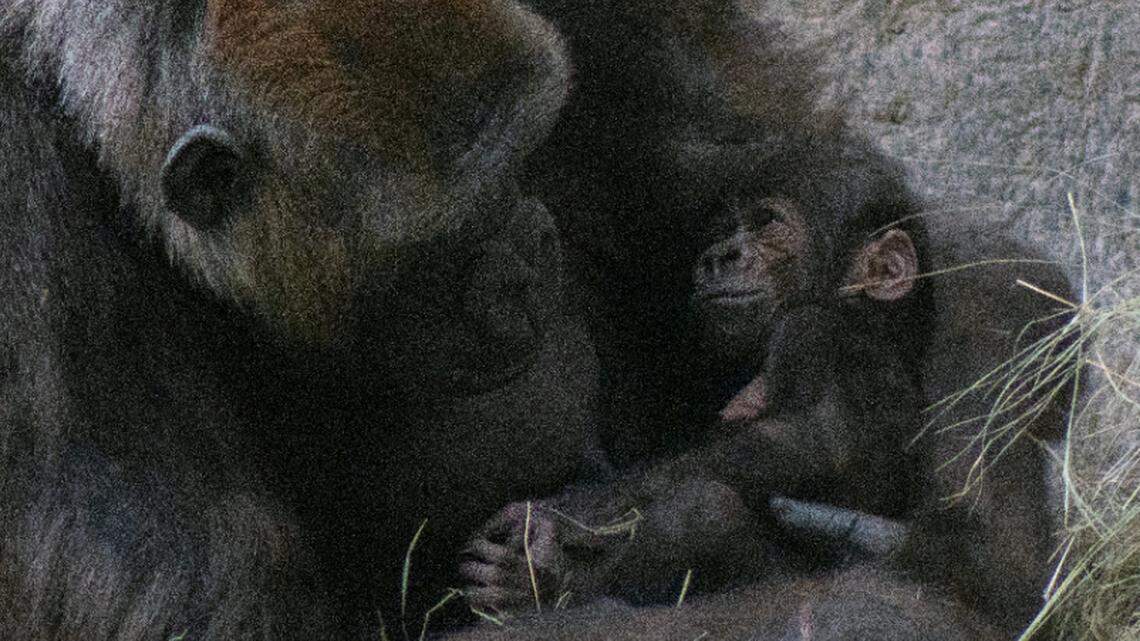A baby gorilla snuggles with his mother.
