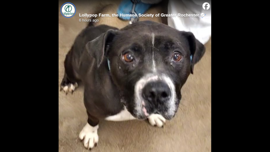 Bear is a just a big ol’ “cuddle bug,” a shelter says.