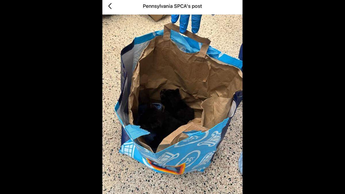 The kittens were left in a grocery bag outside the SPCA.