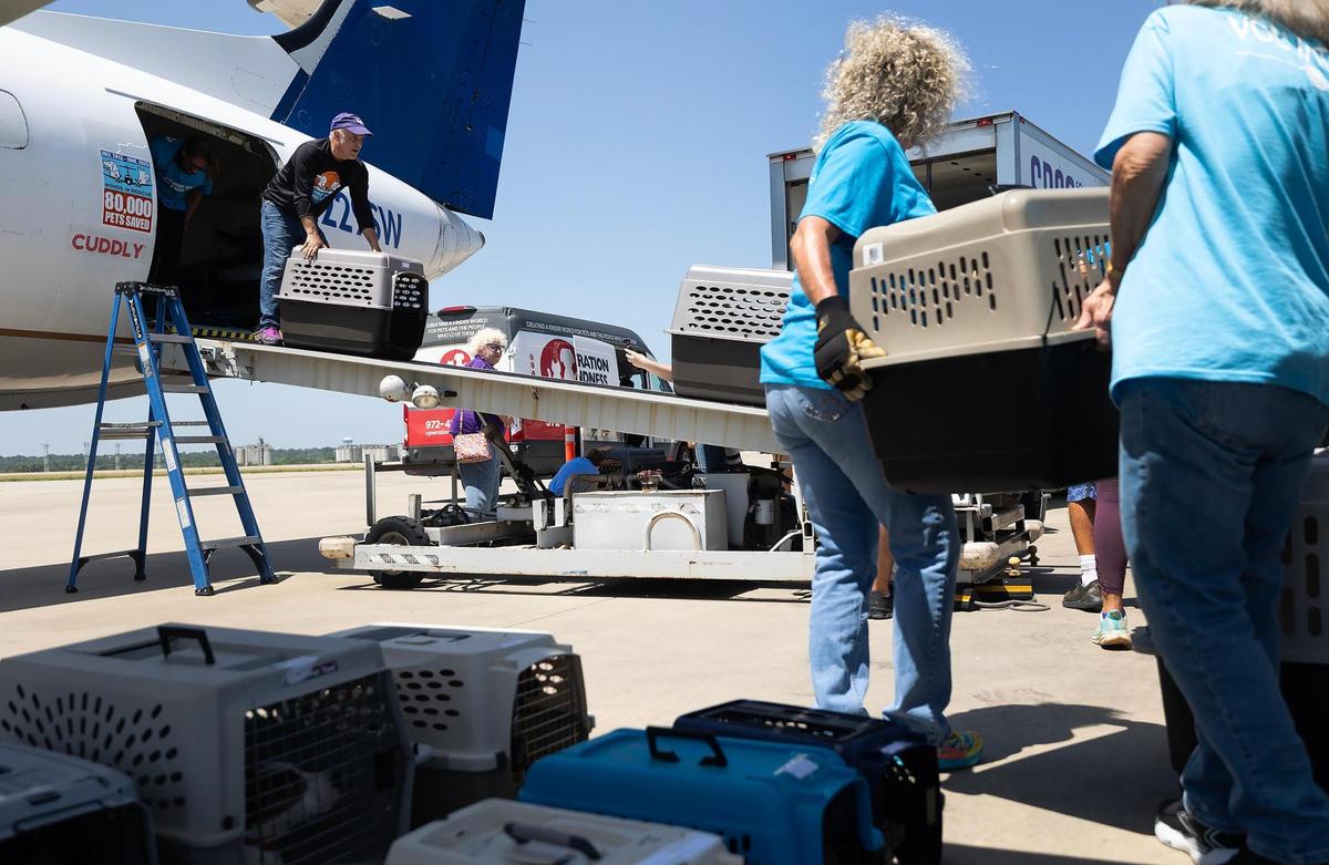 Volunteers with the Humane Society of North Texas help unload pets from a Wings of Rescue flight coming from the flooded areas in Central Texas on Thursday, July 10, 2025.