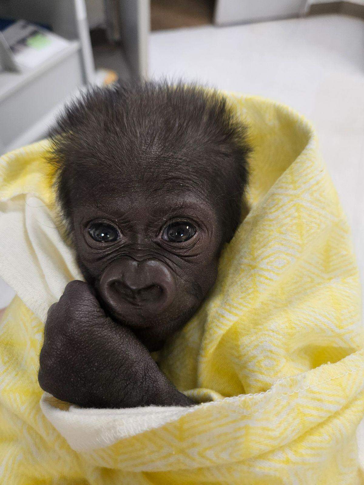 The Fort Worth Zoo has announced the birth of Jameela, its third gorilla baby and the first to be born via Cesarean section at the zoo.