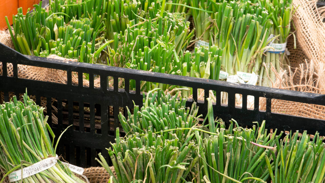 For onions, it’s time to get growing. Here’s your North Texas timeline for success
