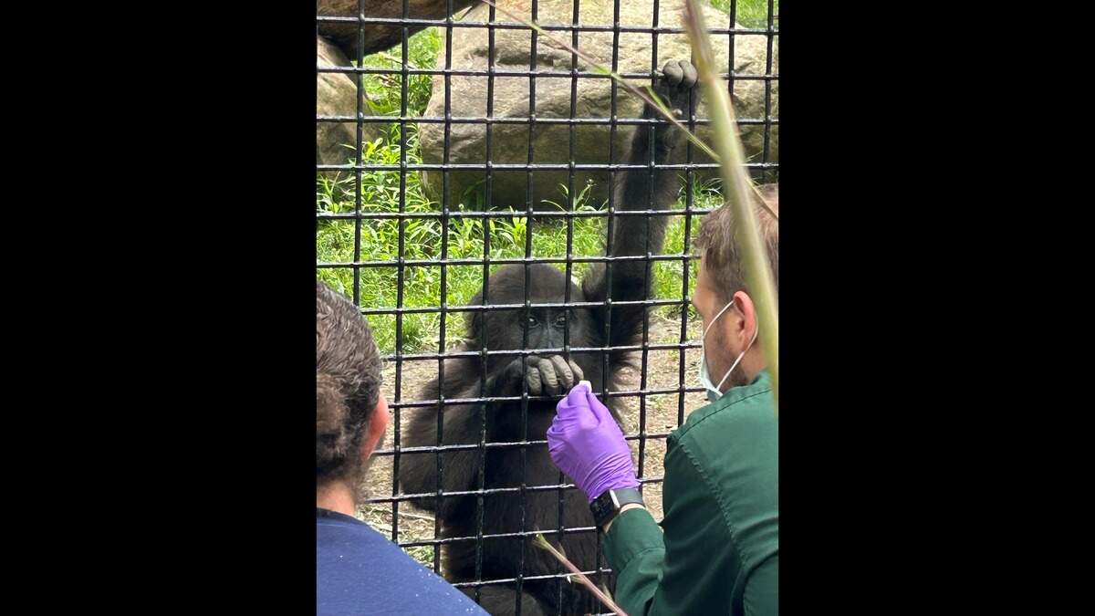 Jameela accepts some food through the gorilla enclosure at the Cleveland Metroparks Zoo. Her former Fort Worth Zoo keepers paid her a visit on May 13 and say the 2-year-old western lowland gorilla is thriving in her new home.
