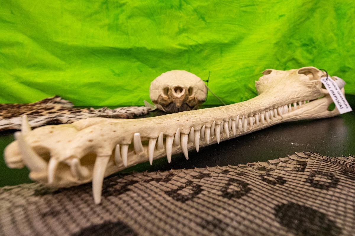 One of the Gharial skulls on exhibit on display during the grand opening of the new Fort Worth Zoo Exploration & Learning Center on Thursday, May 30, 2024.