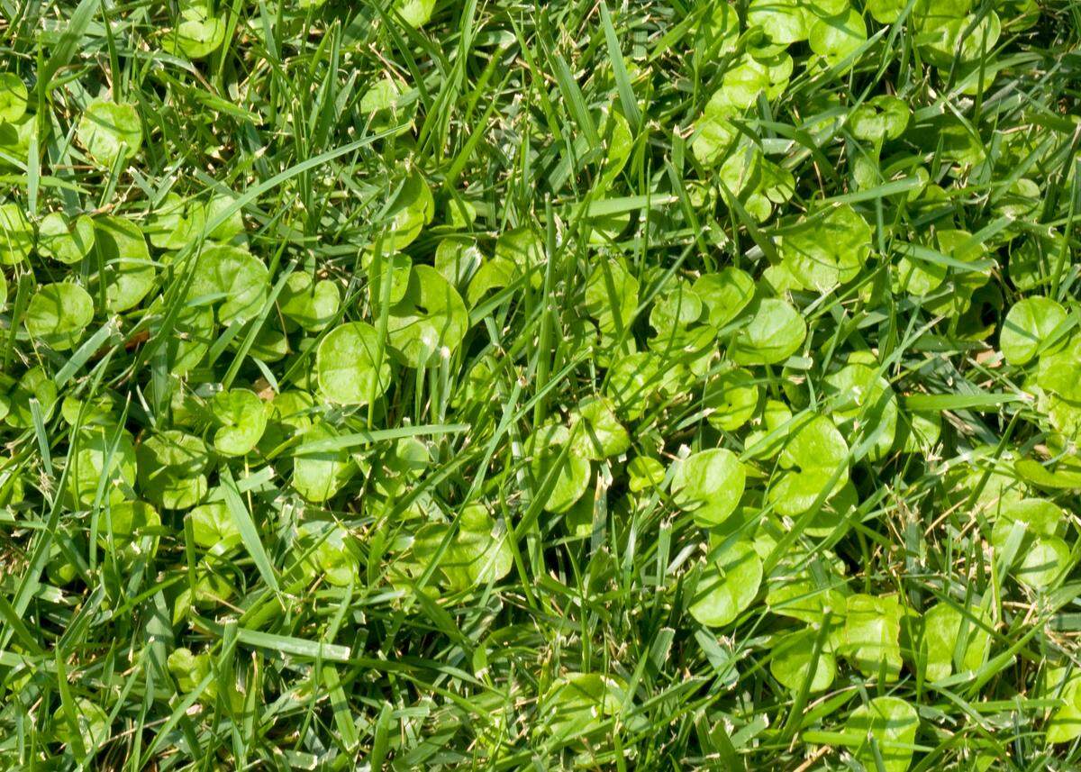 Dichondra grows flat against ground, and has quarter-sized leaves.
