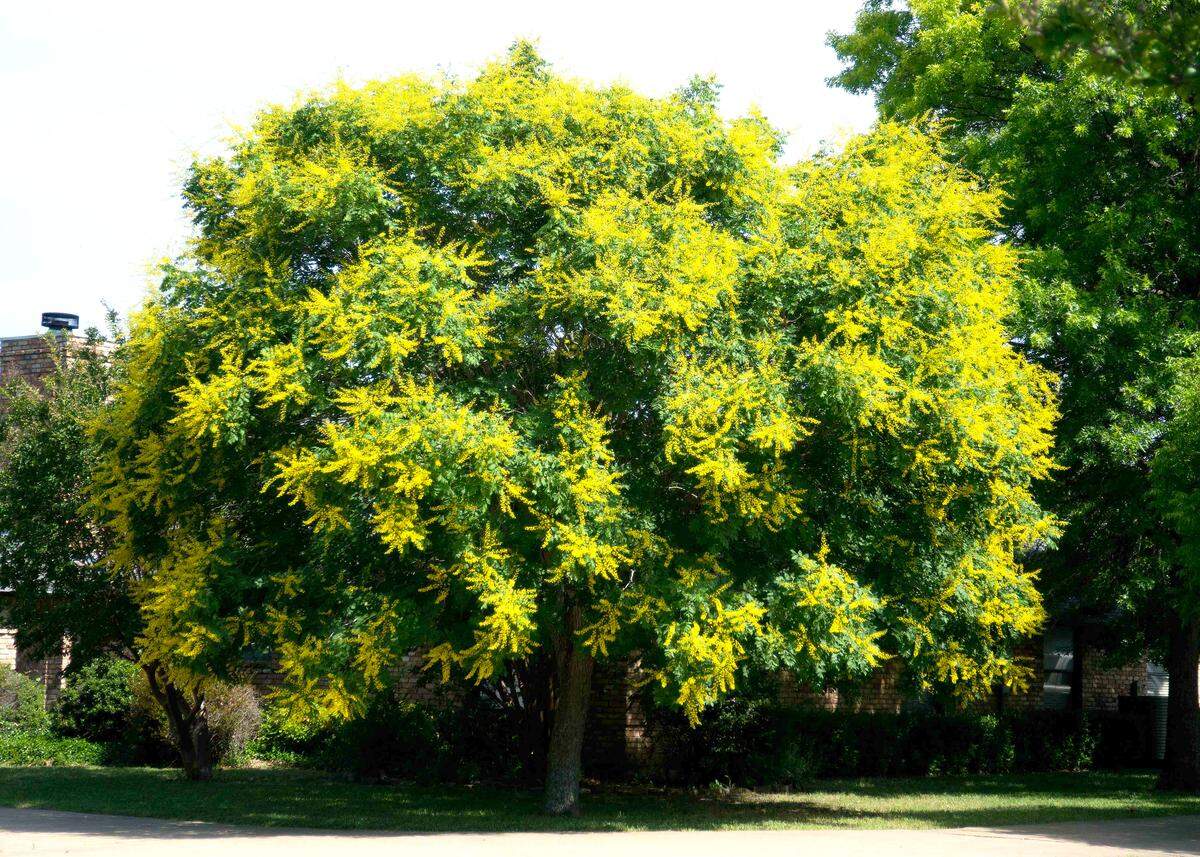 Golden raintree spring bloom.