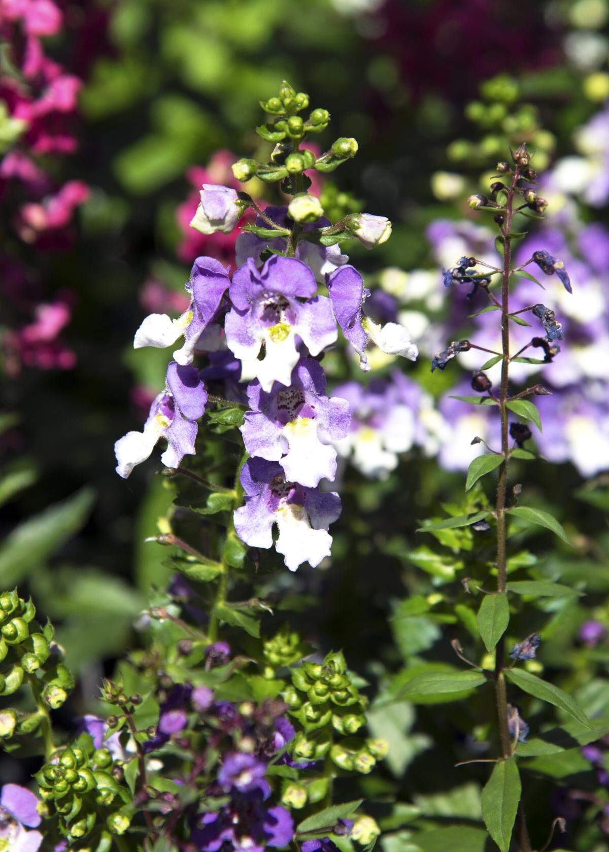Purple and white Angelonia.