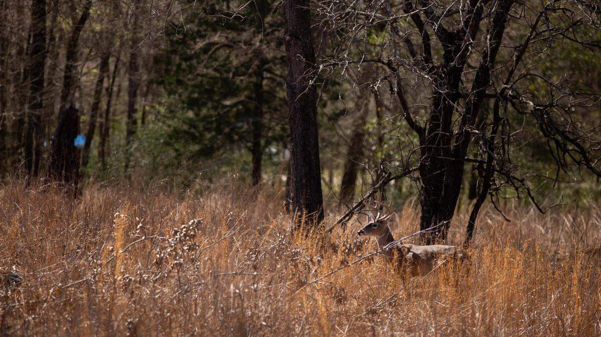 A buck looks out in a field at Fairfield Lake State Park in Fairfield on Feb. 27, 2023.
