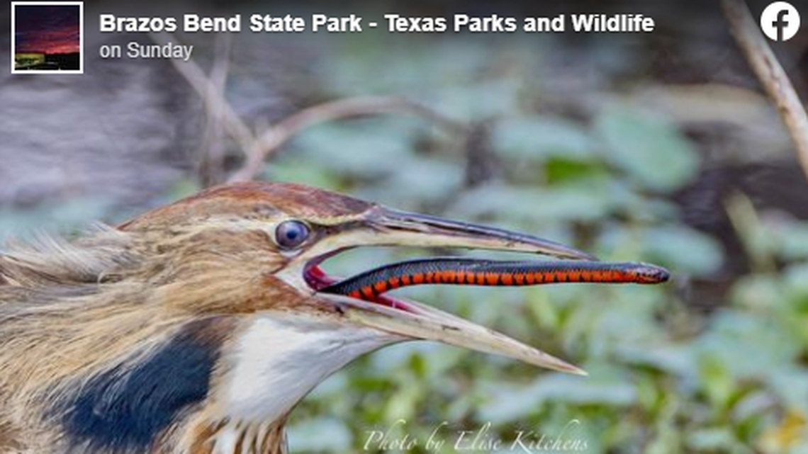 A photographer says this American Bittern bird eats a mud snake as the critter tried making its third escape.
