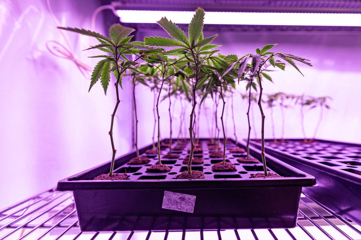 Cannabis plant stems are propagated first before being moved to a bigger room to be grown and harvested at Power BioPharms grow facility in Fort Worth on Thursday, April 25, 2024. Power BioPharms grows and harvests their own cannabis plants and incorporates it into their products such as gummies, flower, and even seltzers and pet treats.