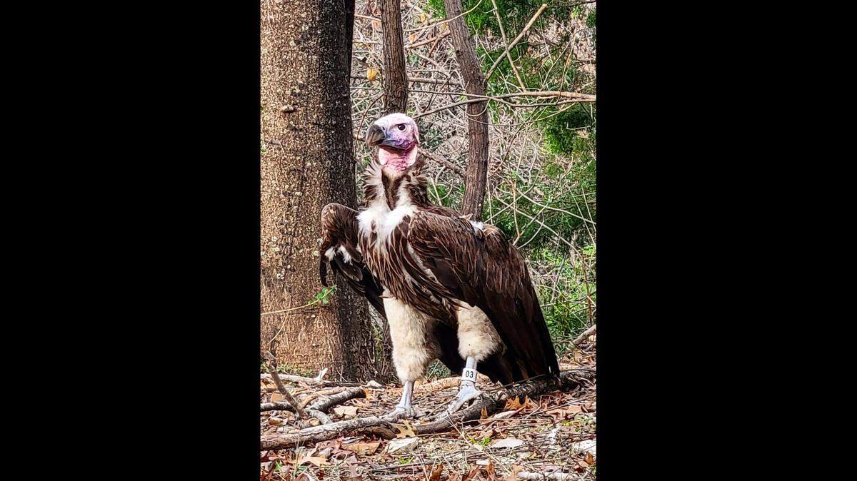 Dallas police are investigating the death of a vulture, Pin, at the Dallas Zoo as officials believe the death was “unnatural” and “suspicious.”