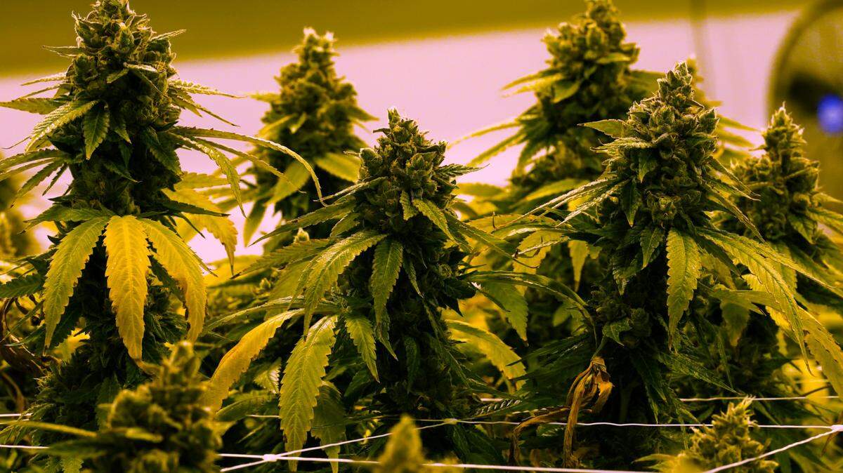 FILE A cannibis plant that is close to harvest in a grow room at the Greenleaf Medical Cannabis facility in Richmond, Va.. (AP Photo/Steve Helber/FILE)