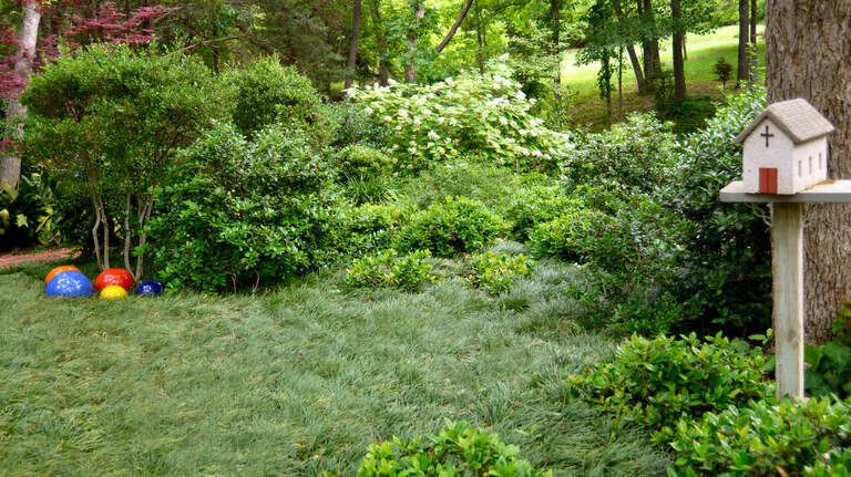 Groundcover doesn’t have to be grass. Here are other options that thrive in North Texas