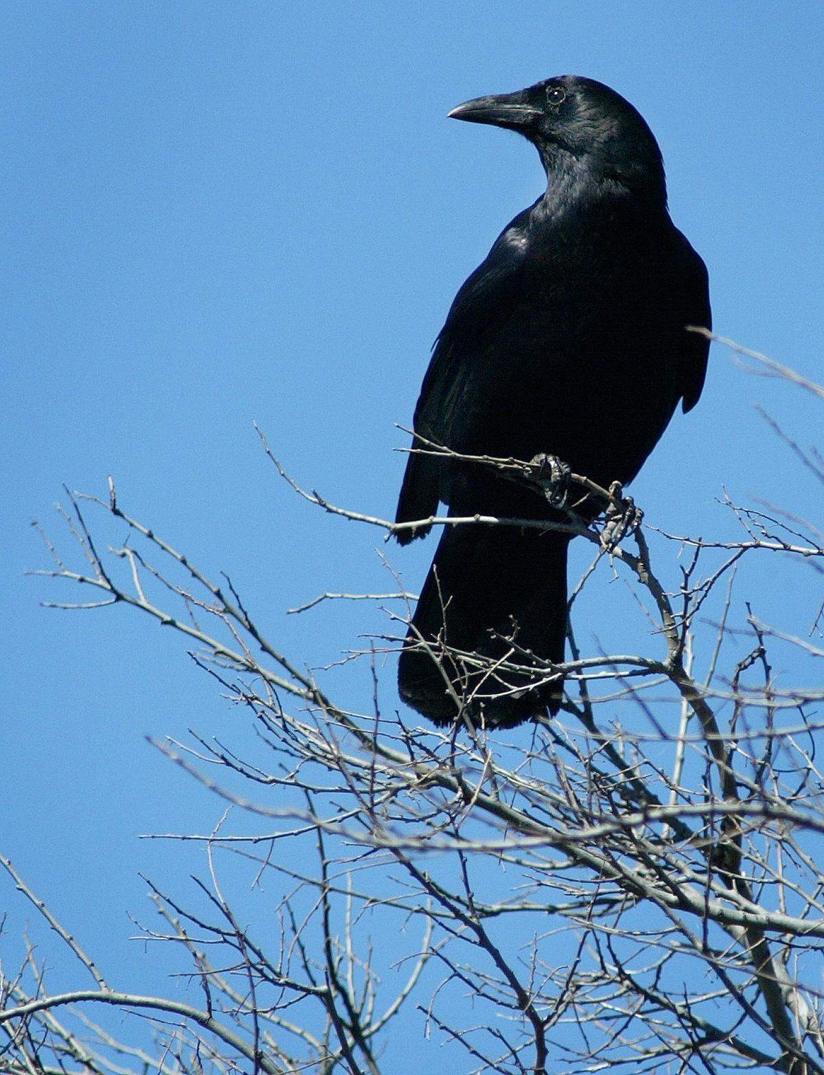 A crow rests on a perch at Cedar Hill State Park in April 2002.