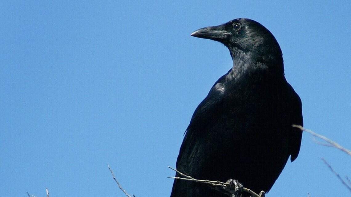Are you seeing (and hearing) crows invade your North Texas neighborhood? Here’s why.