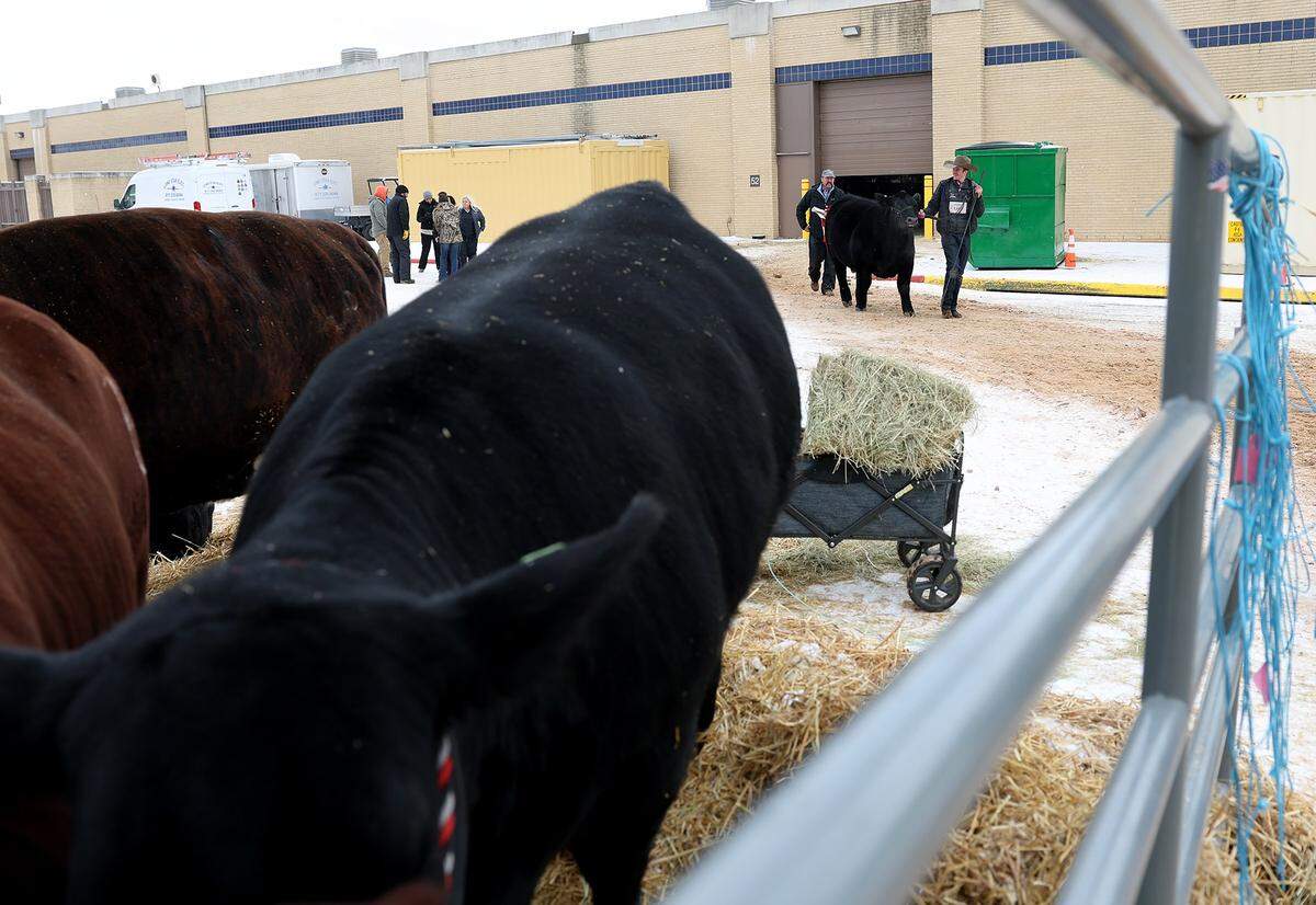 Snow covers the ground at the Fort Worth Stock Show &Rodeo barns on Sunday, Jan. 25, 2026, in Fort Worth. The stock show continued despite the winter weather. Communications director Matt Brockman encouraged folks coming to the show to bundle up and travel safe if they plan on coming this weekend