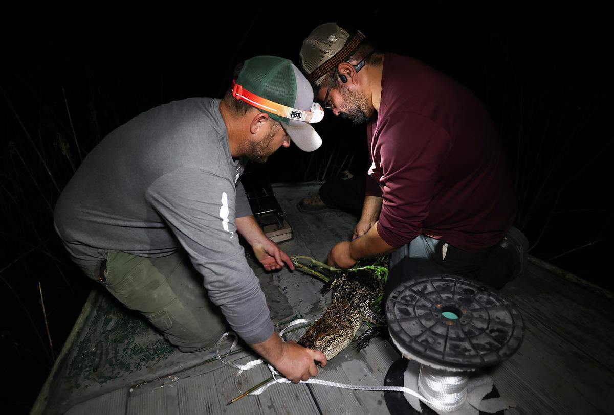 Two men lean over an alligator, holding its mouth closed on a metal boat. One man is removing weeds caught around its body.