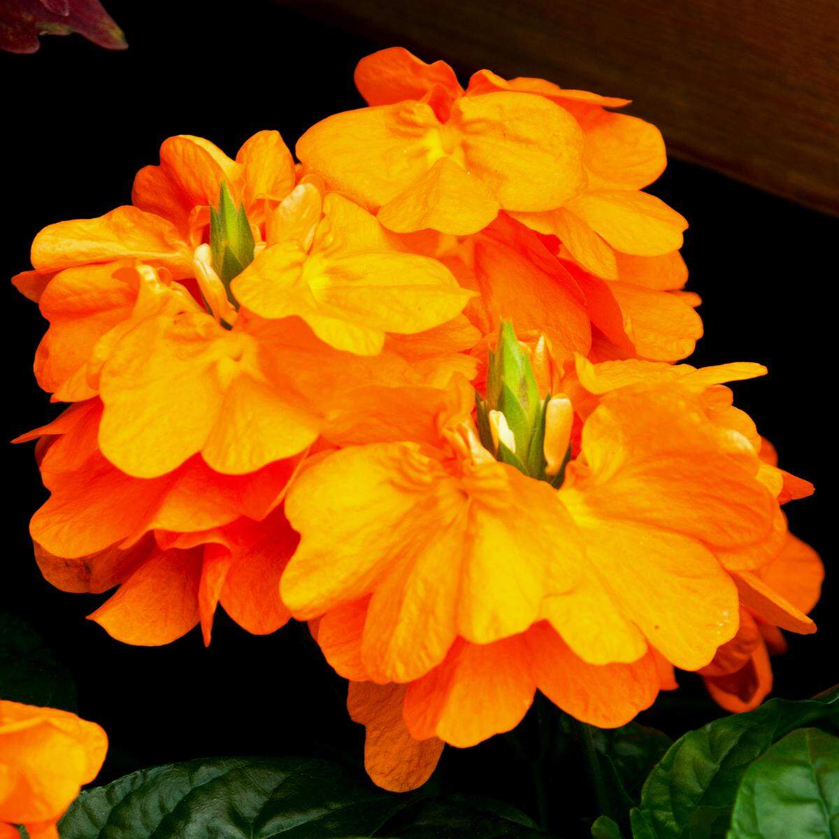 Crossandra.
