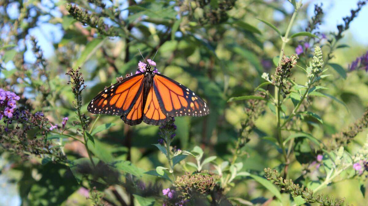 Monarch butterflies flutter through Texas skies only twice a year.