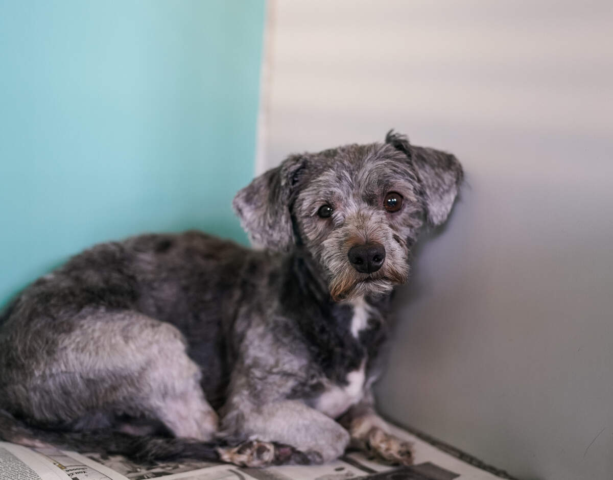 A small dog named Bear was so severely matted that the Humane Society of North Texas said it had to shave him down to get to his skin. “His treatment was incredibly challenging due to the awful condition he was in,” a spokesperson said. “He was discovered after being callously dumped out of a car. Despite his initial condition, Bear has shown his will to live.”