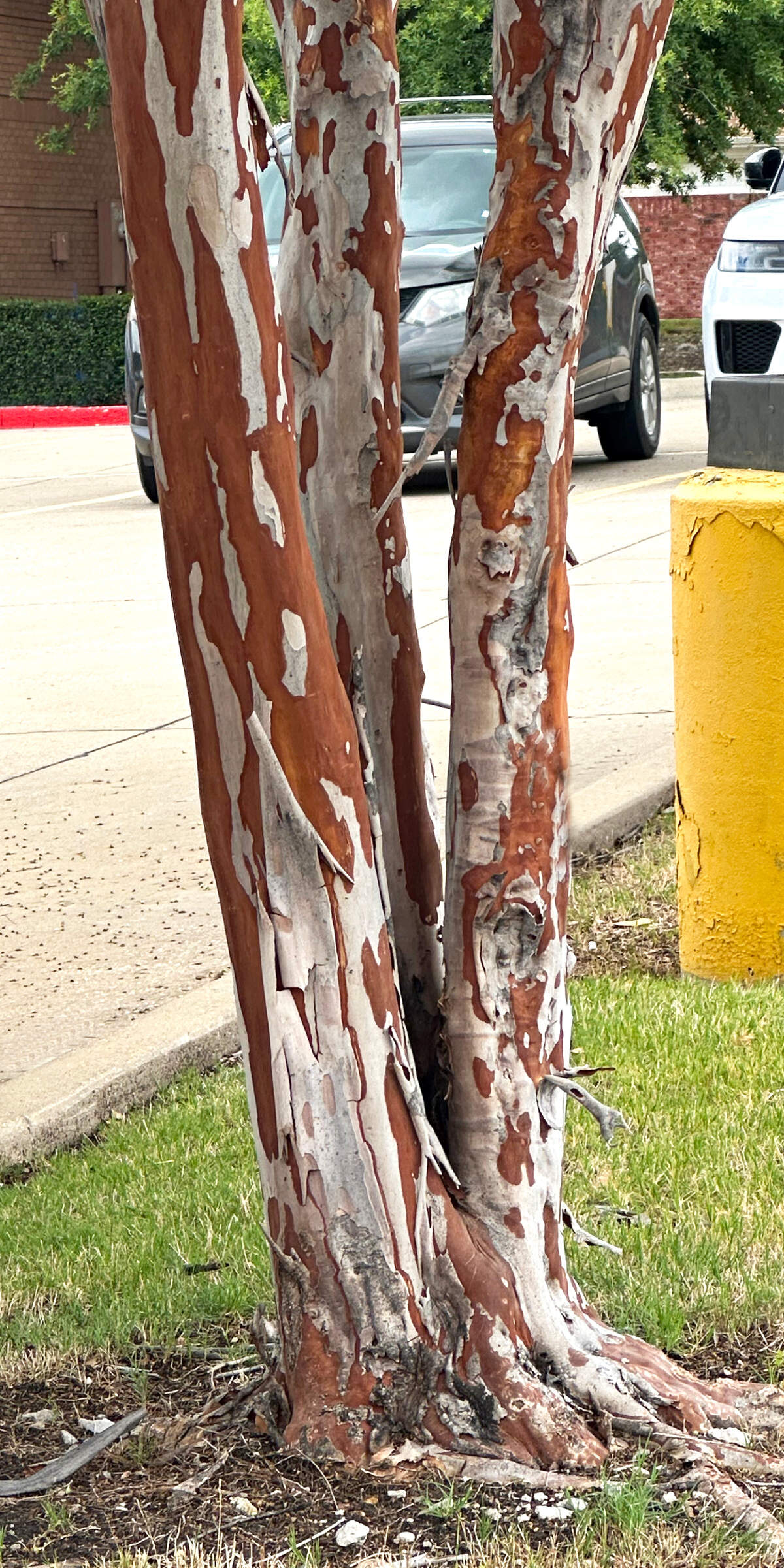 Exfoliating bark of hybrid crape myrtles is normal and a major selling point as it exposes rich cinnamon colored trunks.