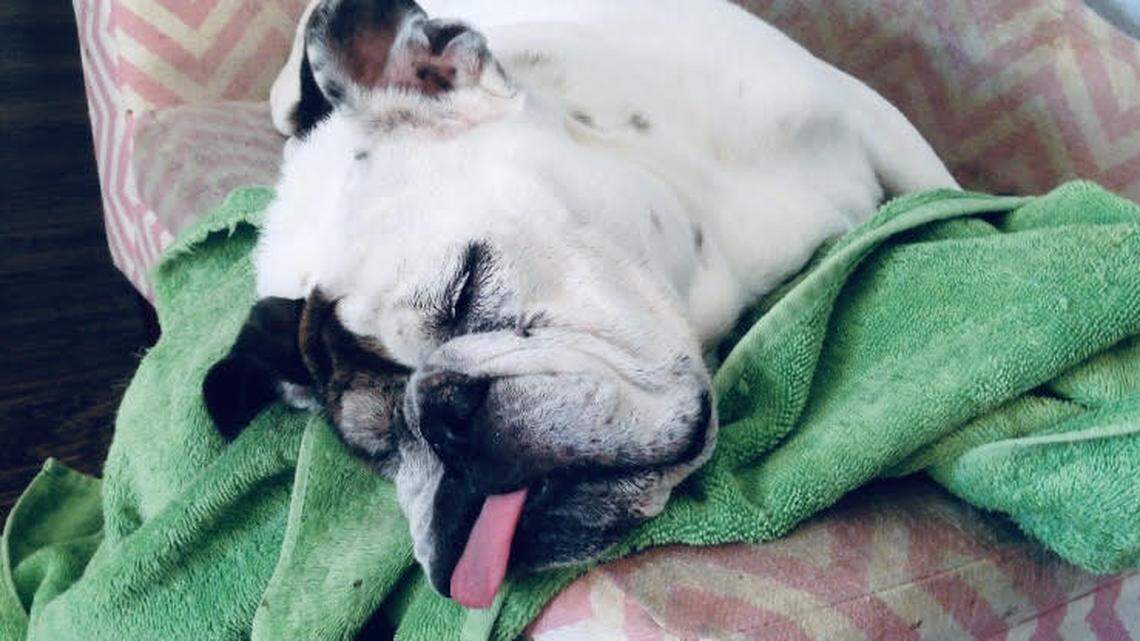 Bad news, folks. Now our dogs and cats can have COVID-19 as well.