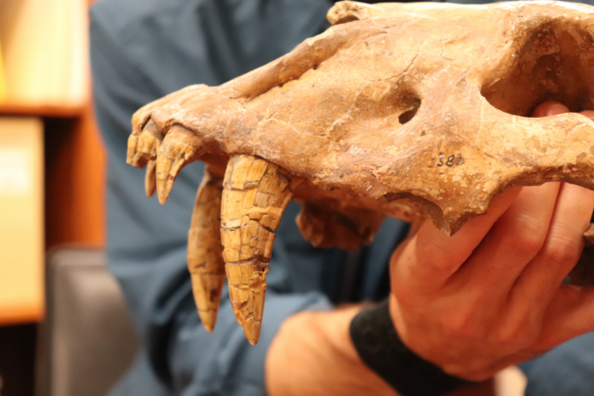 A skull from the saber-toothed cat Homotherium that is part of the Jackson School of Geosciences’ Vertebrate Paleontology Collections.