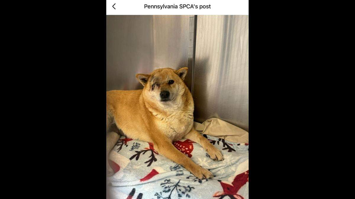 Sweet Bethann had to have surgery to remove one eye.