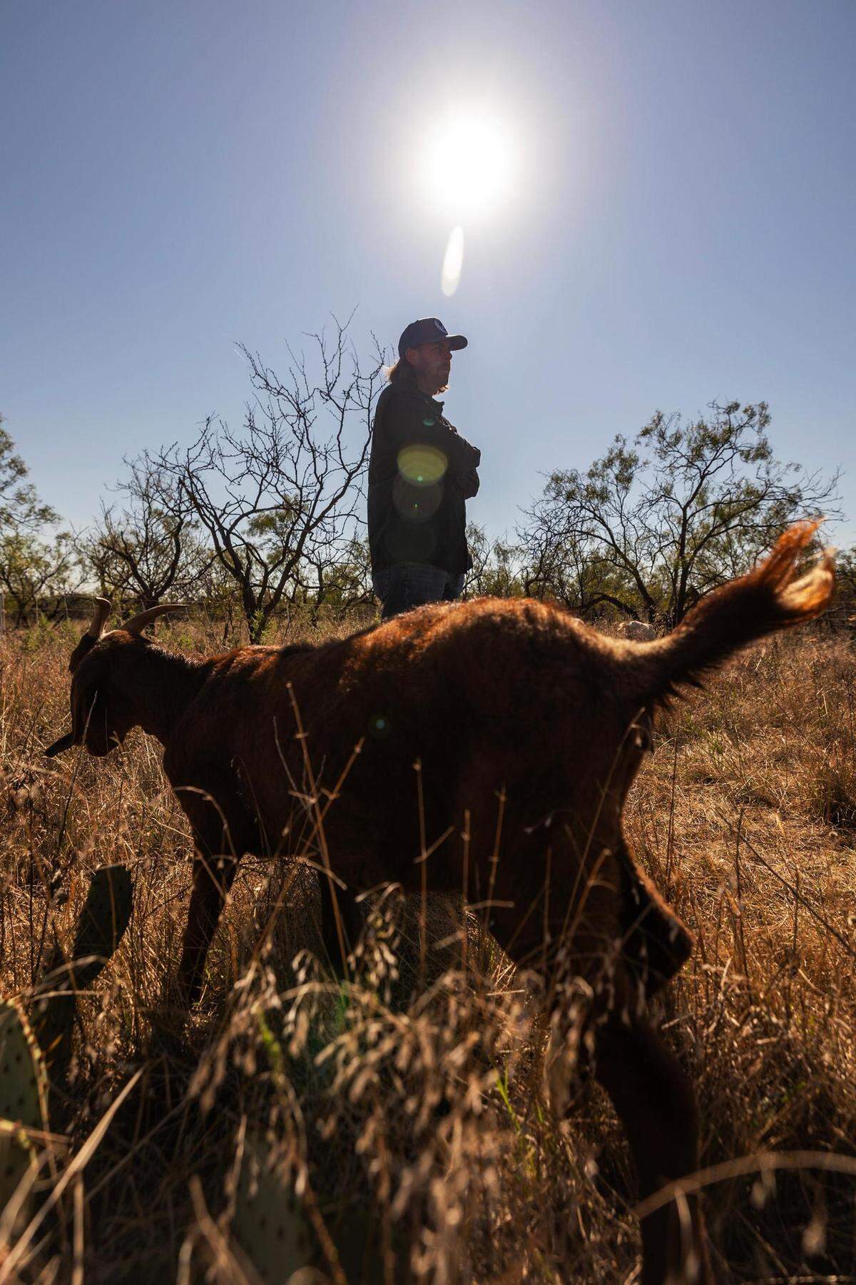 Greg Kalldin, the owner of the Goats on the Go Weatherford affiliate, watches over the goats as they work on clearing a new patch of land in Jacksboro on Thursday, Sept. 28, 2023.