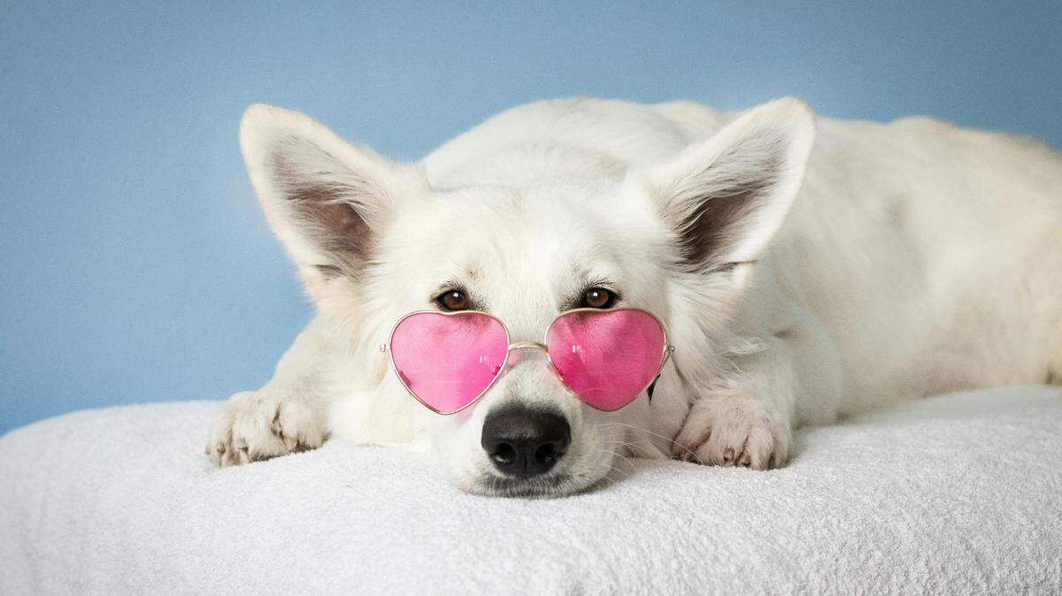 Who is the cutest dog in Fort Worth? Vote here to narrow down the poll.