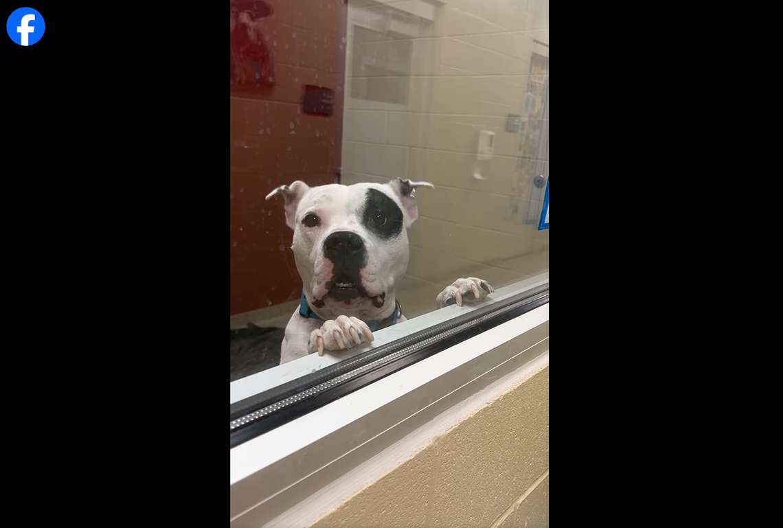 Sparky looking out of his kennel for someone, anyone.