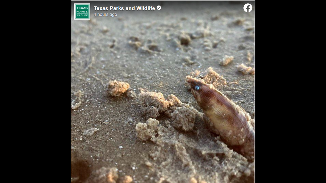 The Texas Parks and Wildlife Department shared photos of an unusual creature spotted burrowing in the sand at a Beach in Galveston.
