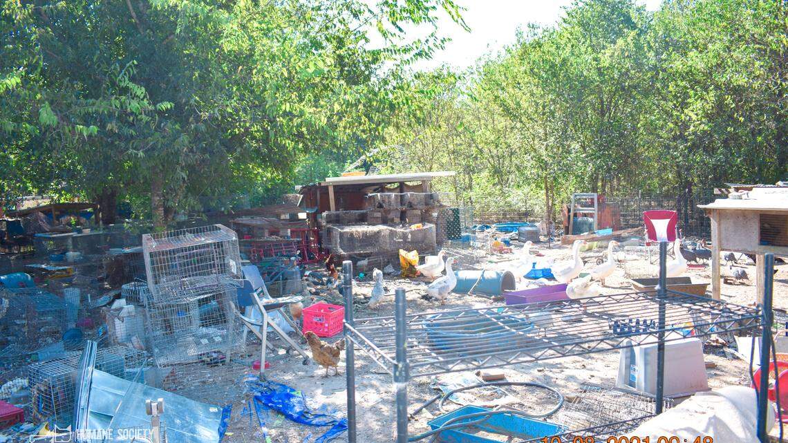 The Humane Society of North Texas said it rescued over 220 animals on Oct. 8. 