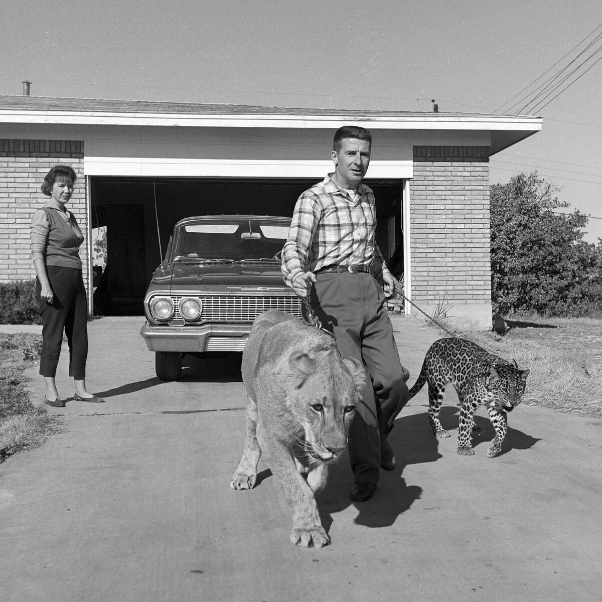 Mr. and Mrs. E. L. Honeywell pictured with their pet lion, “Tony,” and pet leopard, “Randy,” 1963. 