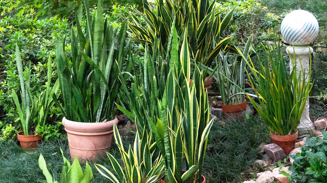 Starting a container garden? Follow these tips for pots, soils, plants and groupings