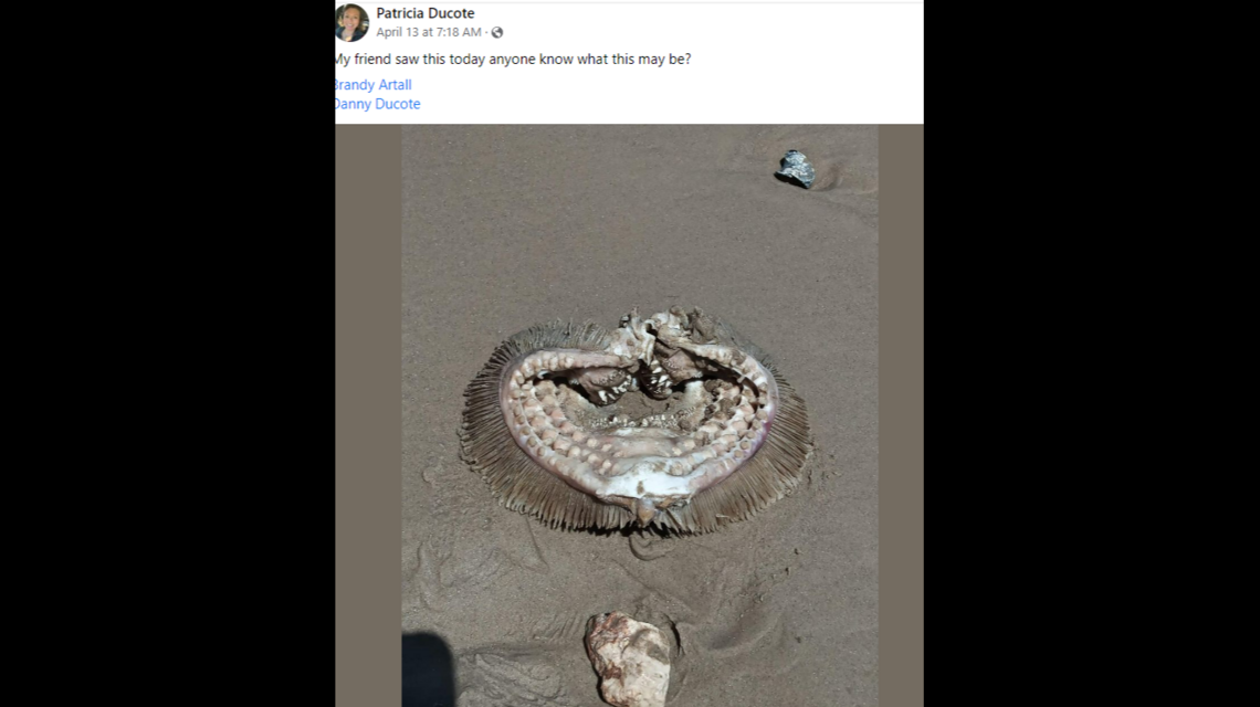 Identifican cosa espeluznante con grandes dientes vista en playa de Texas