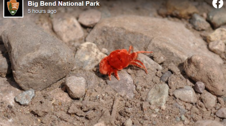 Velvety mites emerge from underground silk caverns to build ‘love gardens’ in Texas