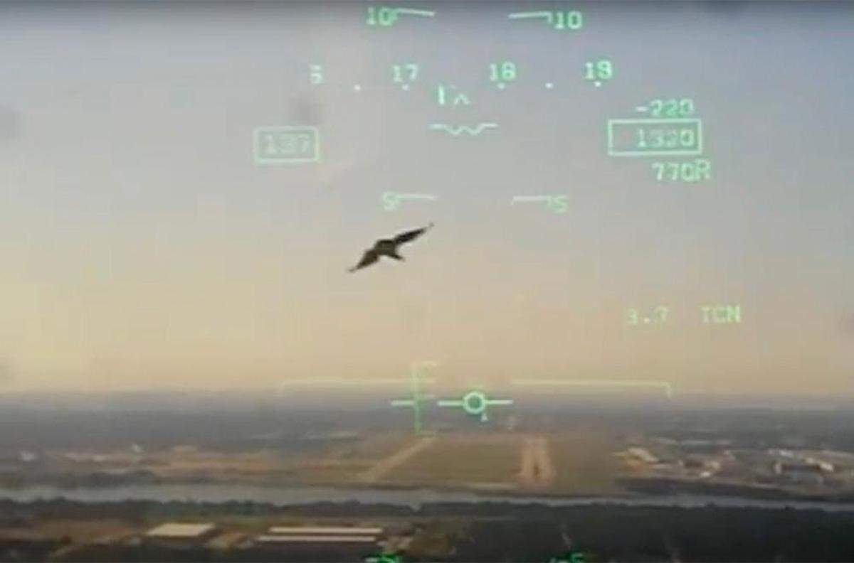 A video taken from the cockpit of a Navy T-45C Goshawk training jet shows the moment before a large bird was struck on approach to Naval Air Station Joint Reserve Base Fort Worth on Sept. 19, 2021. The plane crashed 30 seconds after hitting the bird.