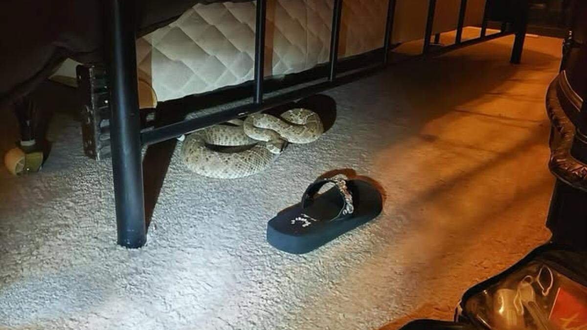 Rattlesnake found curled beneath a bed in a Del Rio, Texas home on March 23. The snake was removed safely with no injuries, police said.