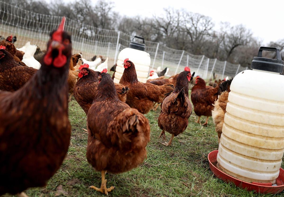 Hens graze at JMZ Farms on Tuesday, Feb. 11, 2025, in Bridgeport. The hens are kept on open pasture for their health.