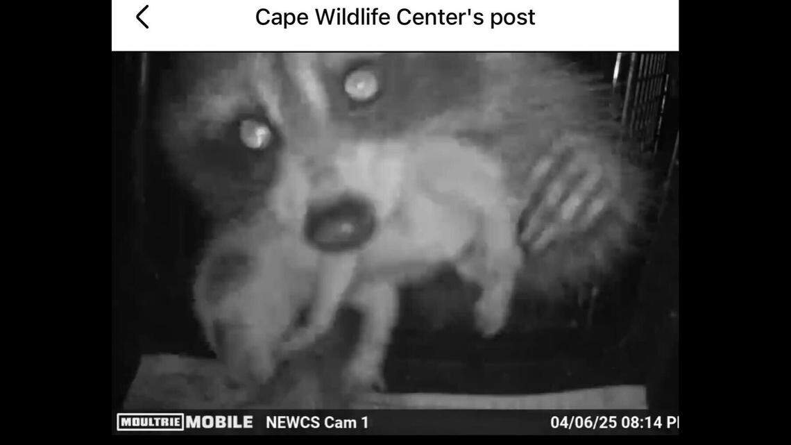 Mama carrying one of her babies.