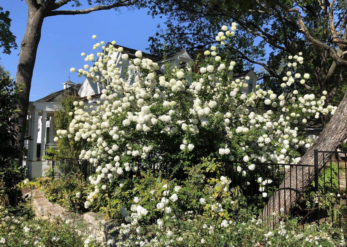 A relatively new planting of Chinese snowball viburnum in older landscape in McKinney.