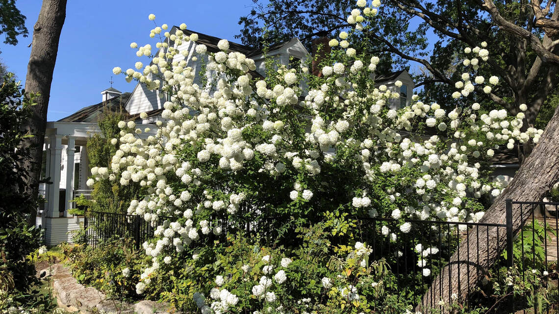 White-flowering plants are front and center right now. Here are the best
