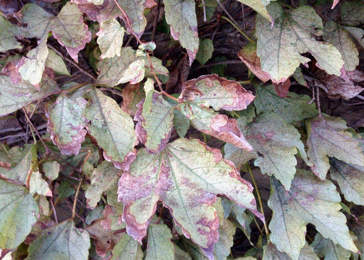 Lace bugs on Boston ivy.