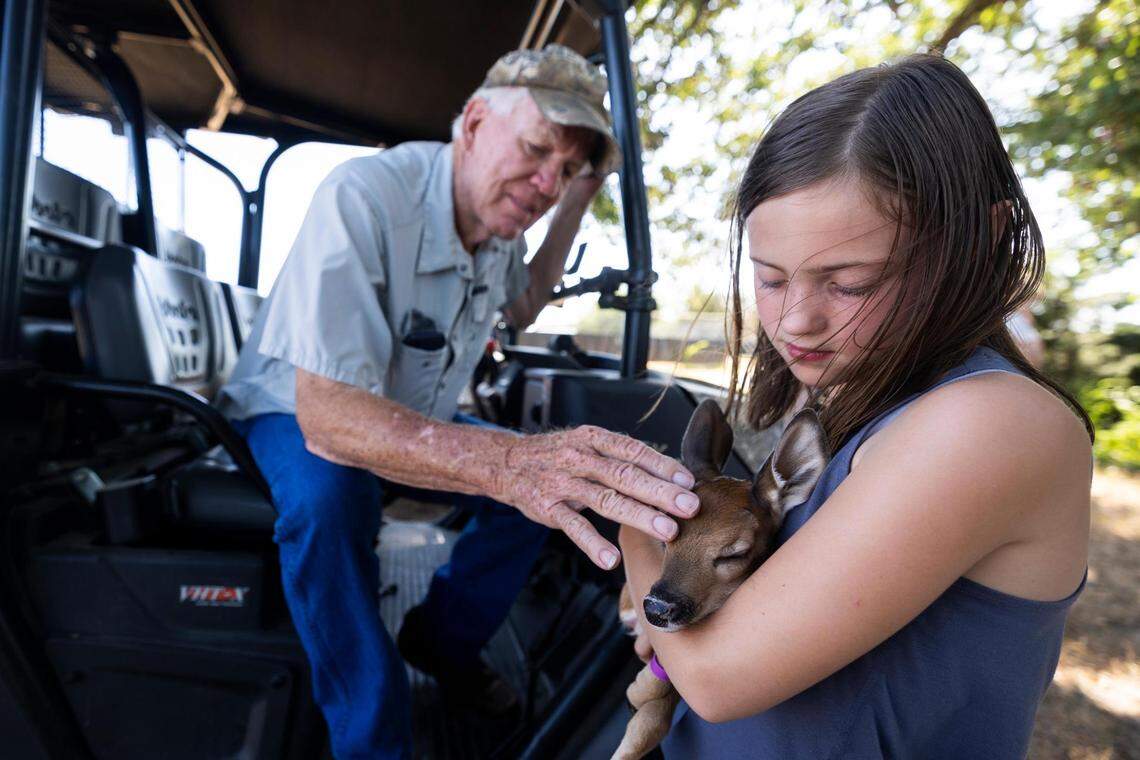 In this July 2022 file photo, rancher Robert Williams pets a fawn held by Evelyn Sparks, 10, at RW Trophy Ranch in North Texas.